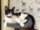 Pet of the Week: Sambo ready to be the star of your family