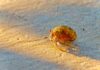 Op-Ed: Proper hermit crab enclosures and care