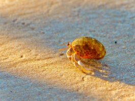 Op-Ed: Proper hermit crab enclosures and care