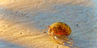 Op-Ed: Proper hermit crab enclosures and careÂ