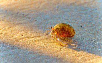 Op-Ed: Proper hermit crab enclosures and careÂ