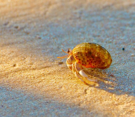 Op-Ed: Proper hermit crab enclosures and careÂ