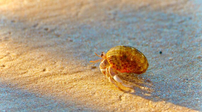 Op-Ed: Proper hermit crab enclosures and care