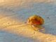 Op-Ed: Proper hermit crab enclosures and careÂ
