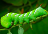 Hornworms: Masters of hide and seek