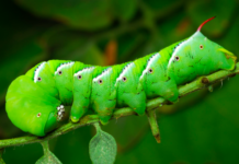 Hornworms: Masters of hide and seek