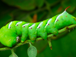 Hornworms: Masters of hide and seek  Â