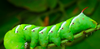 Hornworms: Masters of hide and seek  Â