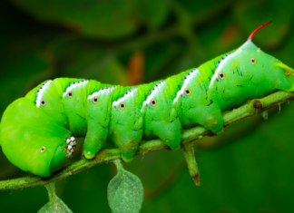 Hornworms: Masters of hide and seek