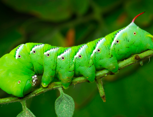 Hornworms: Masters of hide and seek