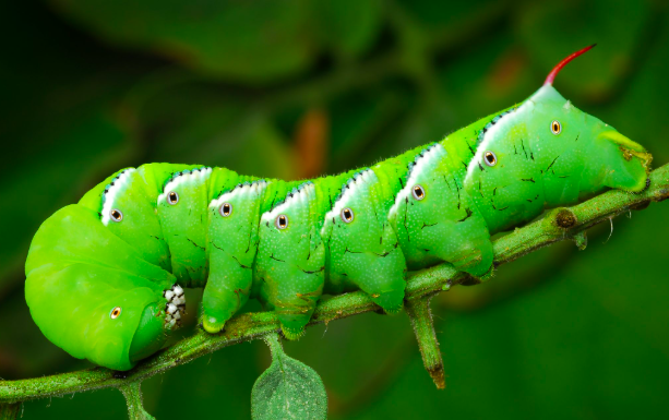 Hornworms: Masters of hide and seek