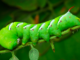 Hornworms: Masters of hide and seek
