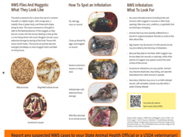 Pet safety: What to know about screwworms