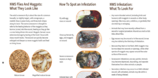 Pet safety: What to know about screwworms Â