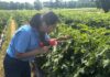 Tiny pest, big problem: Researchers take on tomato virus outbreak