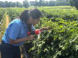 Tiny pest, big problem: Researchers take on tomato virus outbreak