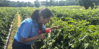 Tiny pest, big problem: Researchers take on tomato virus outbreak