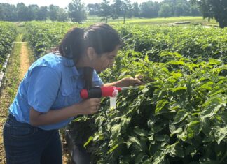 Tiny pest, big problem: Researchers take on tomato virus outbreak