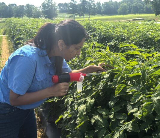 Tiny pest, big problem: Researchers take on tomato virus outbreak