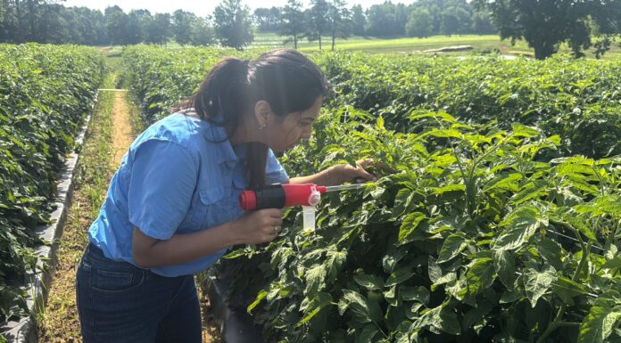 Tiny pest, big problem: Researchers take on tomato virus outbreak