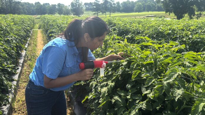 tomatoresearch-scaled