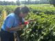 Tiny pest, big problem: Researchers take on tomato virus outbreak