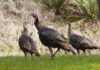 ADCNR opens Wild Turkey Brood Survey to public Â
