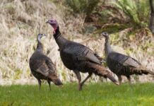 ADCNR opens Wild Turkey Brood Survey to public Â