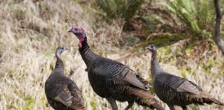 ADCNR opens Wild Turkey Brood Survey to public Â