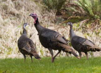 ADCNR opens Wild Turkey Brood Survey to public Â
