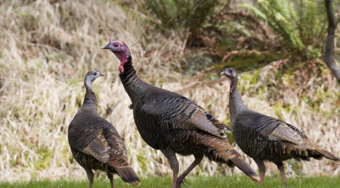ADCNR opens Wild Turkey Brood Survey to public
