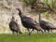 ADCNR opens Wild Turkey Brood Survey to public