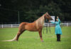 Baileyton hosts Alabama State Horse Show