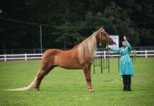 Baileyton hosts Alabama State Horse Show