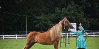 Baileyton hosts Alabama State Horse Show