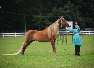 Baileyton hosts Alabama State Horse Show