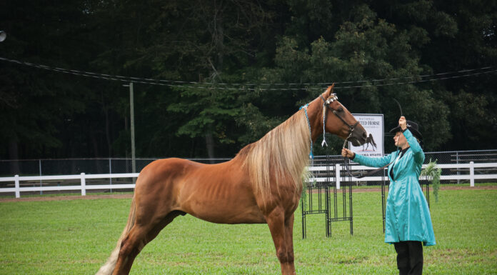 Baileyton hosts Alabama State Horse Show