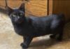 Pet of the Week: Sassy is ready to cuddle Â