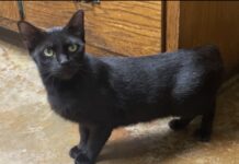 Pet of the Week: Sassy is ready to cuddle