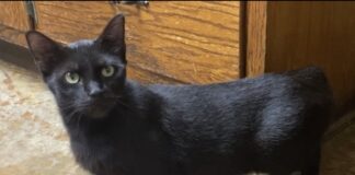 Pet of the Week: Sassy is ready to cuddle Â
