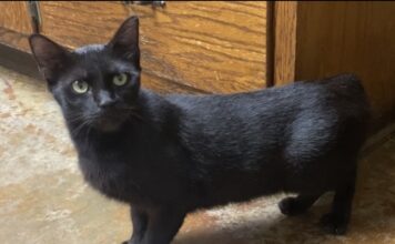 Pet of the Week: Sassy is ready to cuddle Â