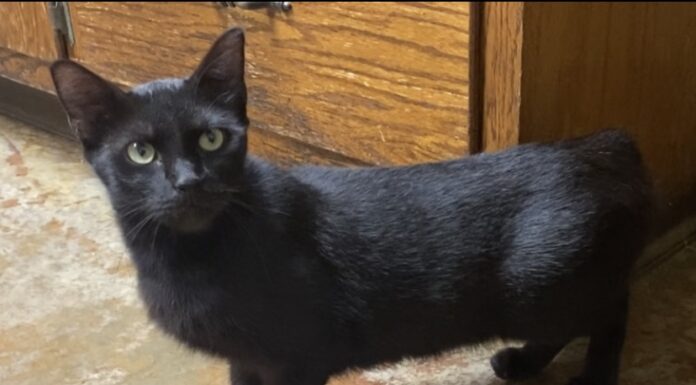 Pet of the Week: Sassy is ready to cuddle