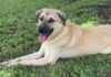 Pet of the Week: Anna is a gentle soul with a helping heart