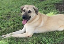 Pet of the Week: Anna is a gentle soul with a helping heart