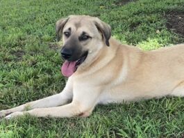 Pet of the Week: Anna is a gentle soul with a helping heart
