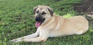 Pet of the Week: Anna is a gentle soul with a helping heartÂ