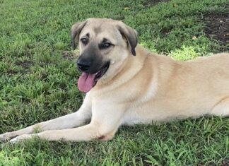 Pet of the Week: Anna is a gentle soul with a helping heart