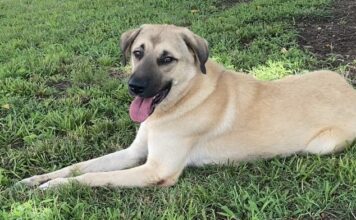 Pet of the Week: Anna is a gentle soul with a helping heartÂ