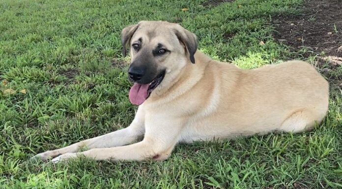 Pet of the Week: Anna is a gentle soul with a helping heart