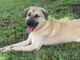 Pet of the Week: Anna is a gentle soul with a helping heart